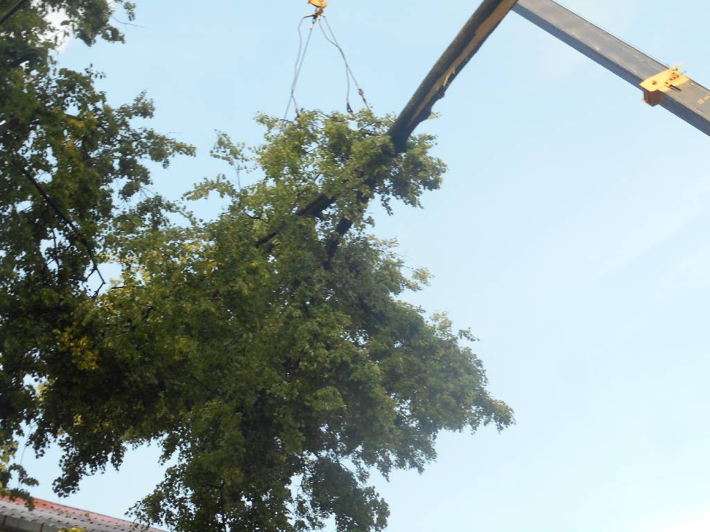13 июня 2015 в результате шквалистого усиления ветра (порывы 15-20м/с) произошёл  надлом с дальнейшим падением дерева на кровлю дома, расположенного по улице Минской.