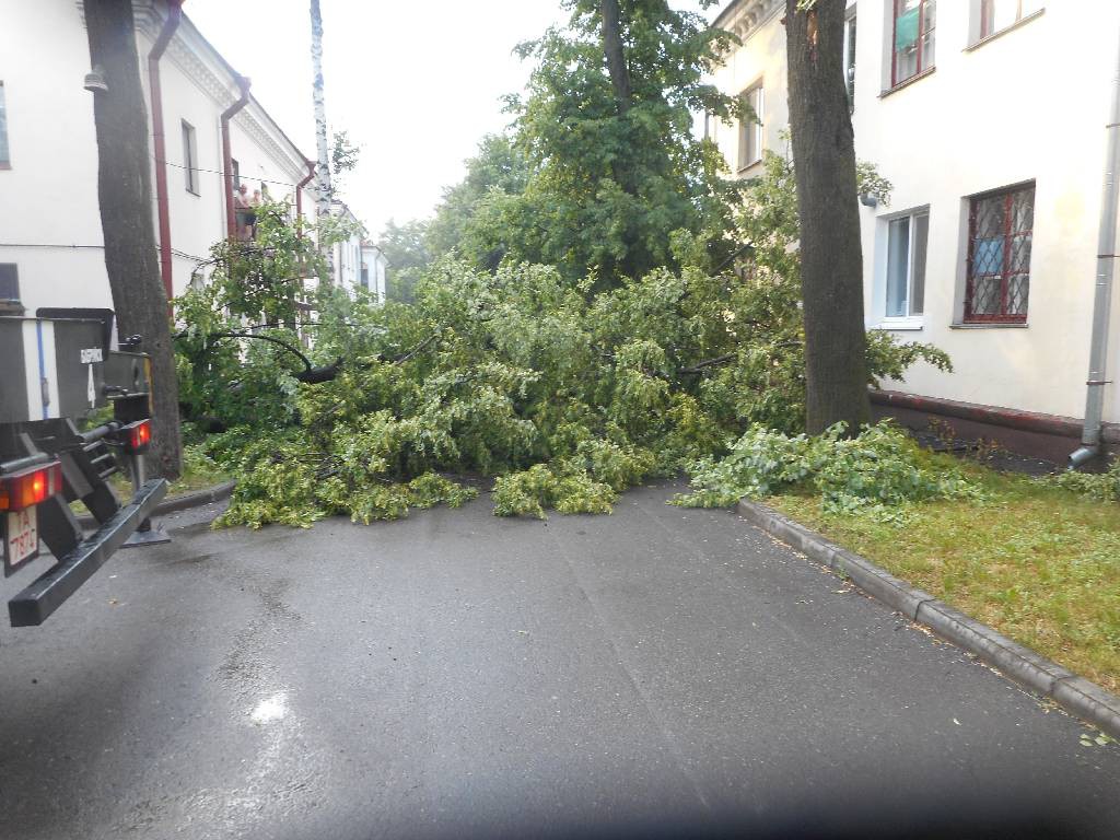 13 июня 2015 в результате шквалистого усиления ветра (порывы 15-20м/с) произошёл  надлом с дальнейшим падением дерева на кровлю дома, расположенного по улице Минской.
