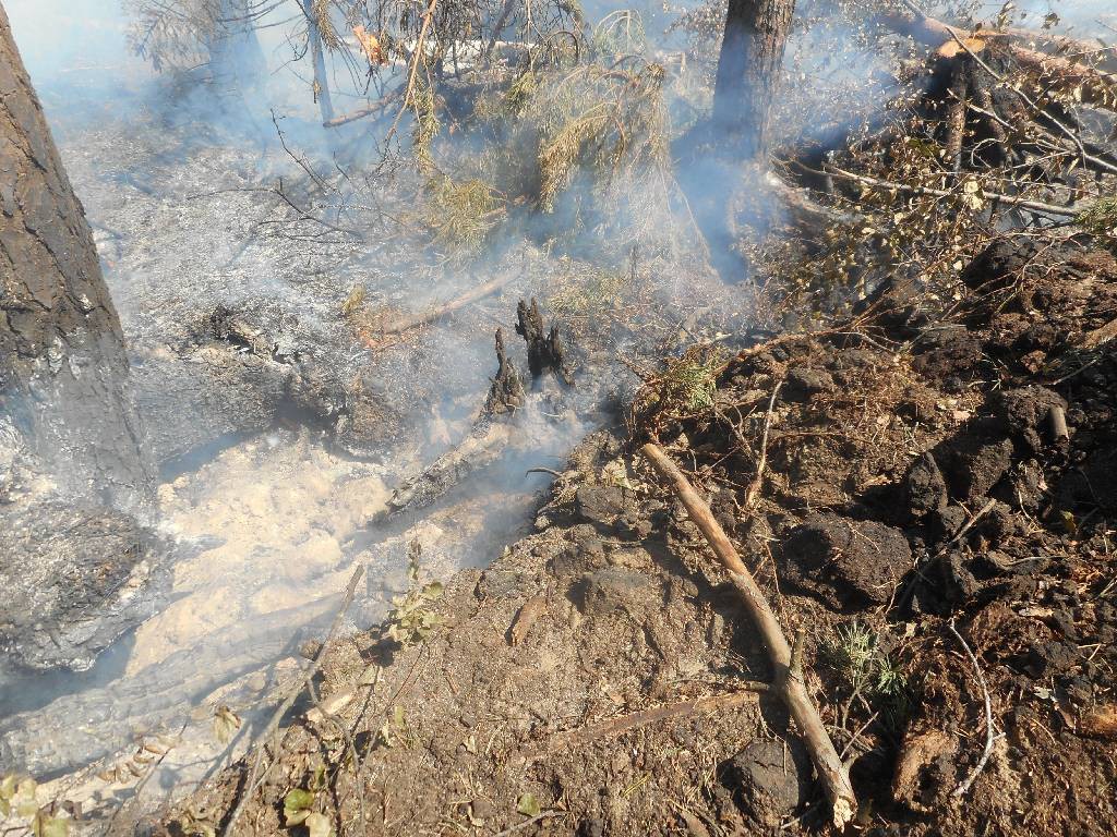 Бобруйский горрайотдел о чрезвычайным  ситуациям напоминает гражданам о запрете посещения лесов.