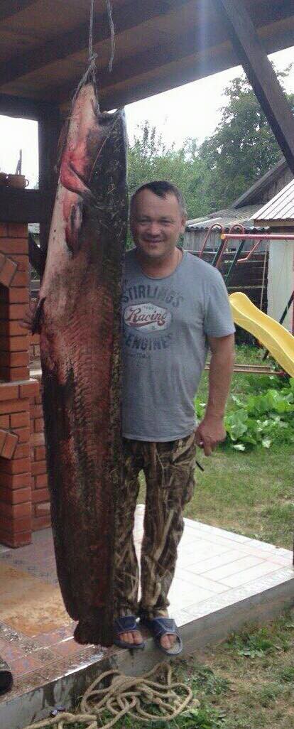 самые большие рыбы в беларуси. Смотреть фото самые большие рыбы в беларуси. Смотреть картинку самые большие рыбы в беларуси. Картинка про самые большие рыбы в беларуси. Фото самые большие рыбы в беларуси самые большие рыбы в беларуси. Смотреть фото самые большие рыбы в беларуси. Смотреть картинку самые большие рыбы в беларуси. Картинка про самые большие рыбы в беларуси. Фото самые большие рыбы в беларуси