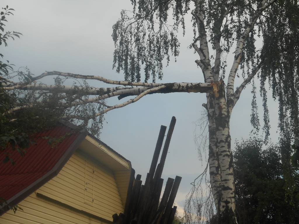 В Бобруйске на крышу дома упала сломанная береза