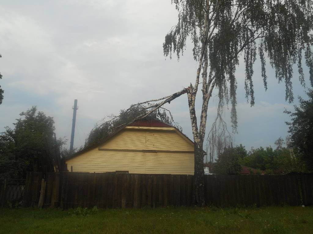 В Бобруйске на крышу дома упала сломанная береза
