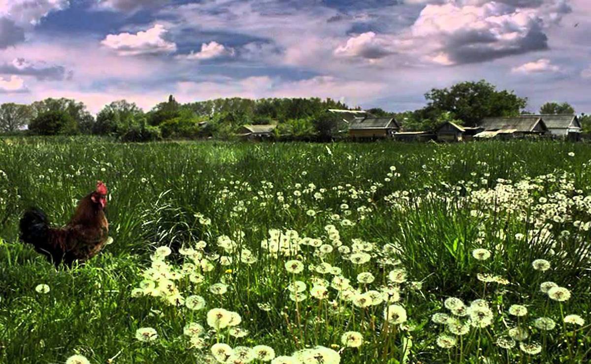 Фото моя родина беларусь