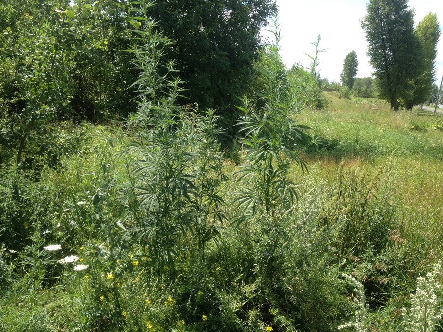 Сотрудниками бобруйской милиции в июне выявлено 168 фактов произрастания наркосодержащих растений.