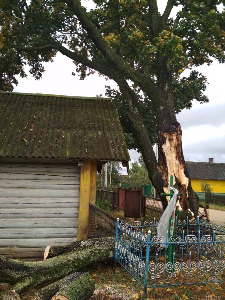 О последствиях сильного ветра в Могилевской области