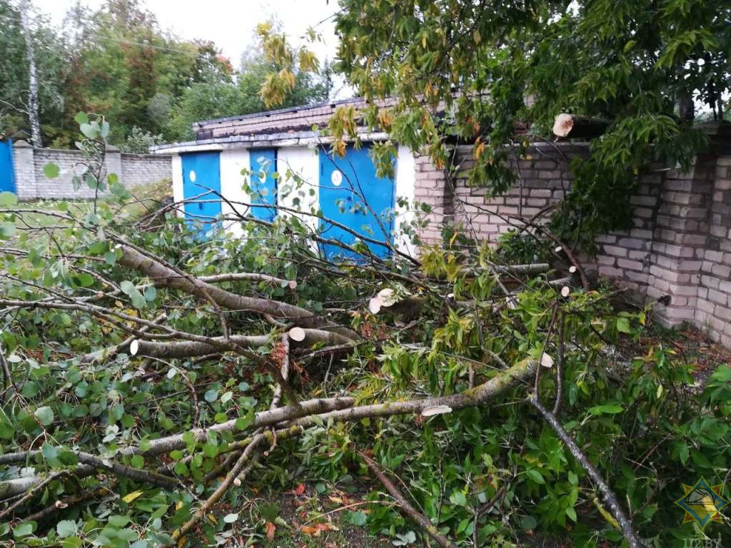 О последствиях сильного ветра в Могилевской области