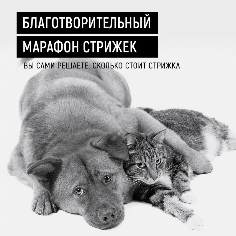 Благотворительный марафон стрижек пройдет в Бобруйске Благотворительный марафон стрижек пройдет в Бобруйске