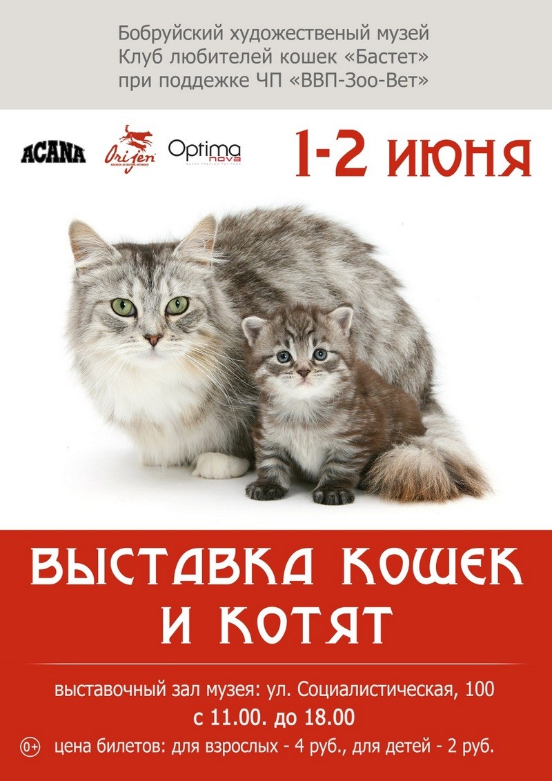В Бобруйске пройдет выставка кошек В Бобруйске пройдет выставка кошек