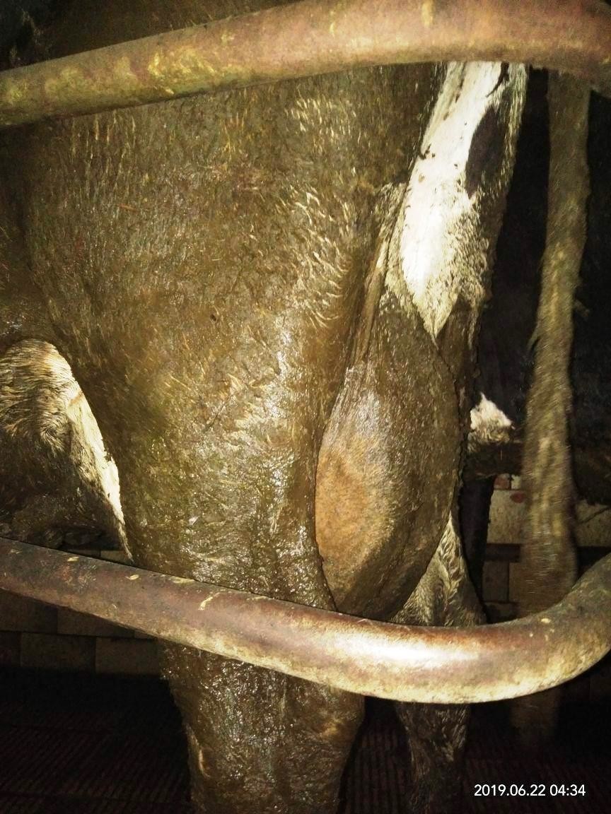 «Помогите!» Работники фермы под Горками показали мертвых телят и тощих коров в навозе«Помогите!» Работники фермы под Горками показали мертвых телят и тощих коров в навозе «Помогите!» Работники фермы под Горками показали мертвых телят и тощих коров в навозе«Помогите!» Работники фермы под Горками показали мертвых телят и тощих коров в навозе