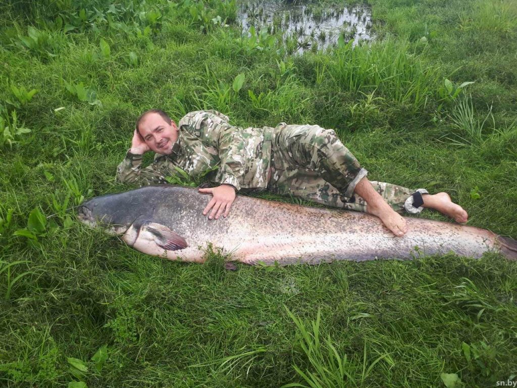«Килограммов 70 или больше». В Светлогорске рыбаки поймали огромного сома «Килограммов 70 или больше». В Светлогорске рыбаки поймали огромного сома
