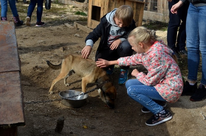 животные в приюте. приют для животных бобруйск. агаповский приют для животных. приют для собак волгоград краснооктябрьский район. добродетель бобруйск.