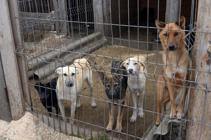 собачий приют в белой калитве. собачий приют брошенных собак. приют для животных бобруйск. приют для животных бобруйск. приют для животных бобруйск.