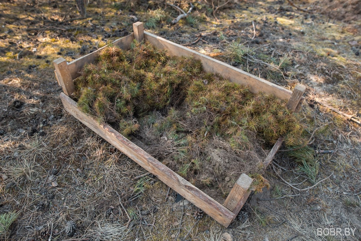 Меч колесова для посадки деревьев фото