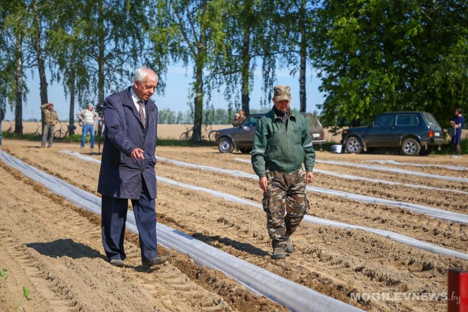 В Кировском районе высадили арбузы в грунт. Фото В Кировском районе высадили арбузы в грунт. Фото