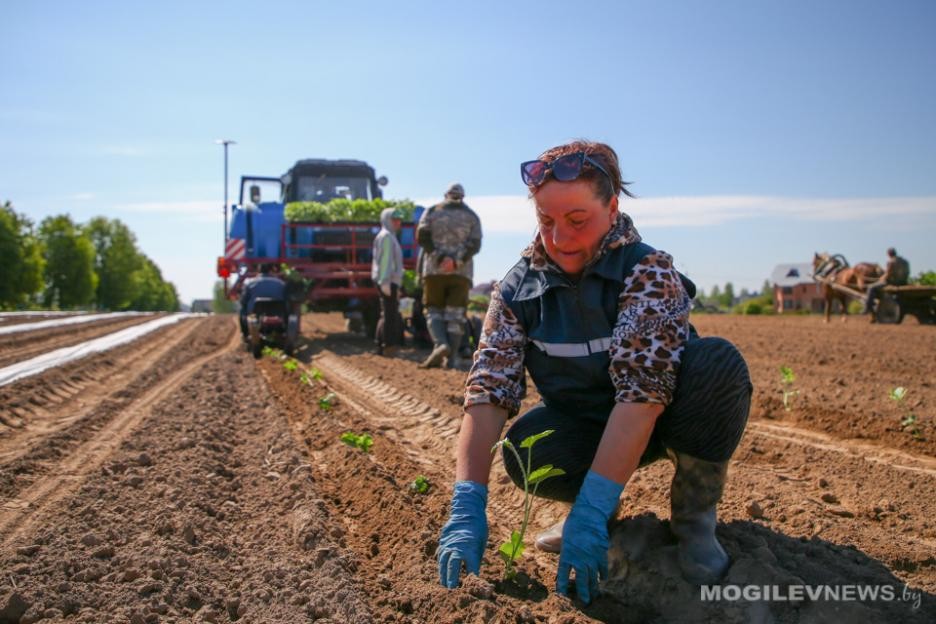 В Кировском районе высадили арбузы в грунт. Фото В Кировском районе высадили арбузы в грунт. Фото