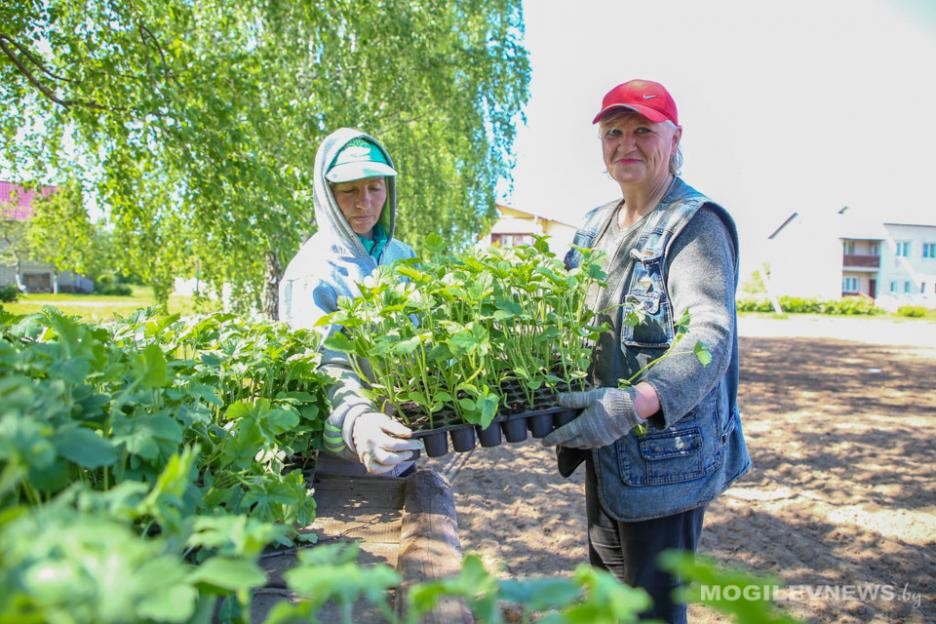 В Кировском районе высадили арбузы в грунт. Фото В Кировском районе высадили арбузы в грунт. Фото