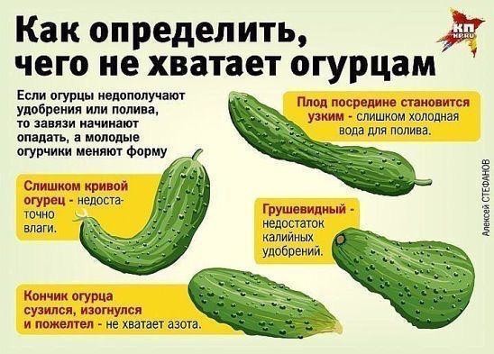 Какие существуют болезни у огурцов и как с ними бороться? Какие существуют болезни у огурцов и как с ними бороться?