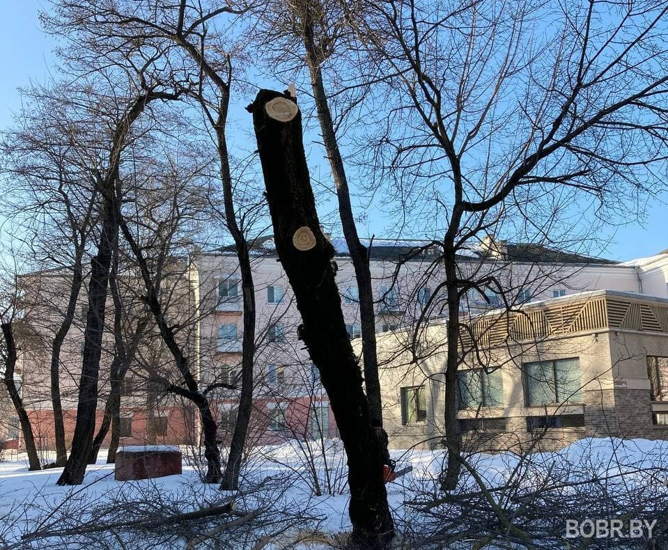 На улице Совецкой 95 срезают деревья. Почему? На улице Совецкой 95 срезают деревья. Почему?