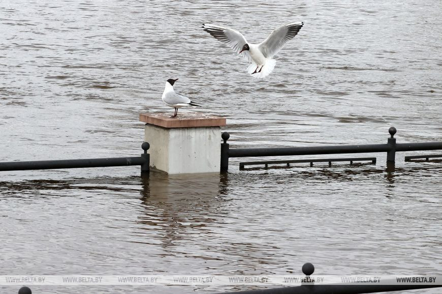 В нескольких реках Могилевской области суточный рост уровня воды достигает 21 см В нескольких реках Могилевской области суточный рост уровня воды достигает 21 см