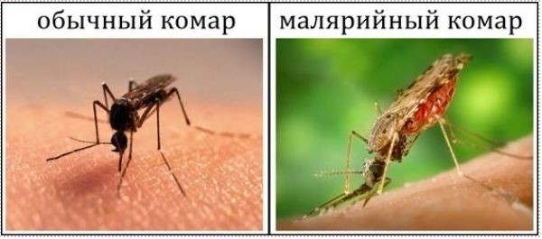 Малярия!  Лучше не болеть такими болезнями