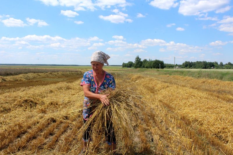У раёне пачалі збіраць ураджай зерня У раёне пачалі збіраць ураджай зерня