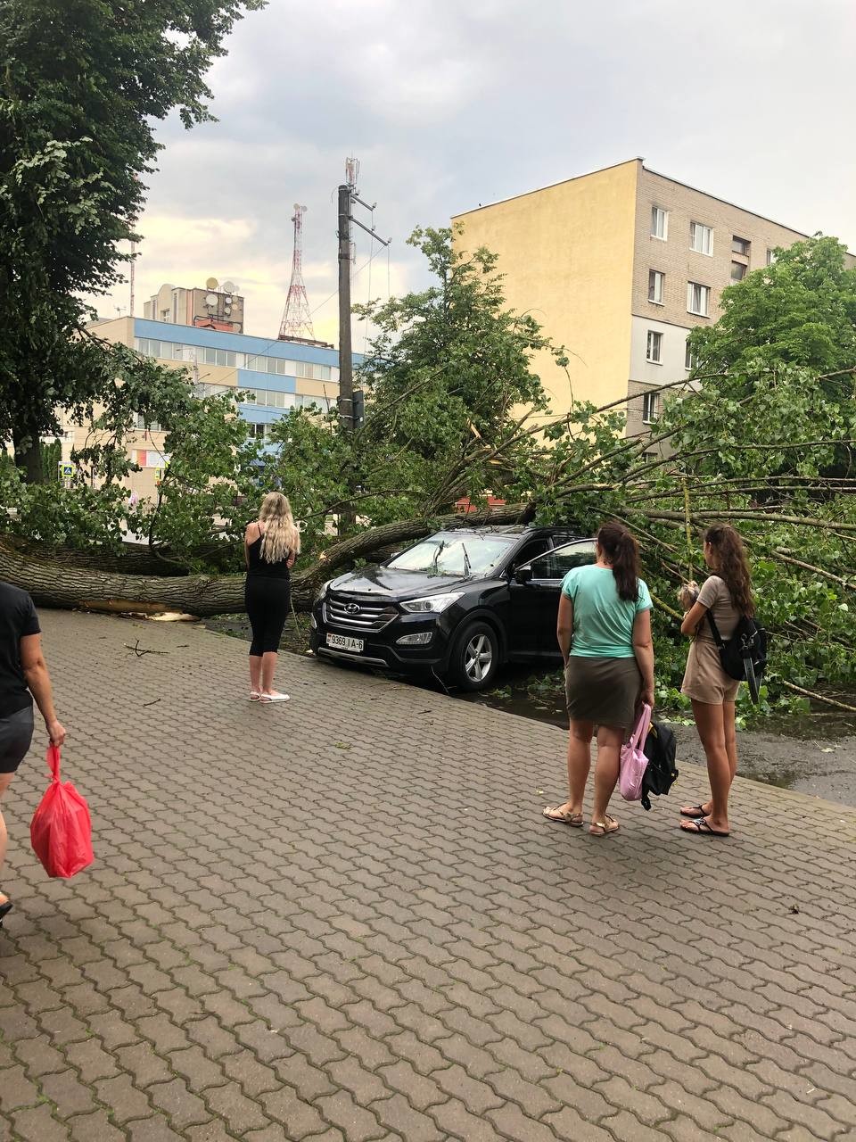 В Бобруйске дерево упало на автомобиль. Водитель не пострадал