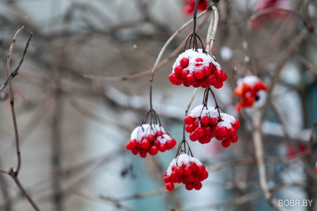 Фотопрогулка: Зимняя природа Бобруйска