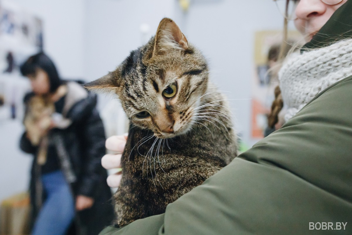 «Ее хозяйку положили в хоспис»: кошки из приюта «Хатико» ищут теплый дом и любящих хозяев