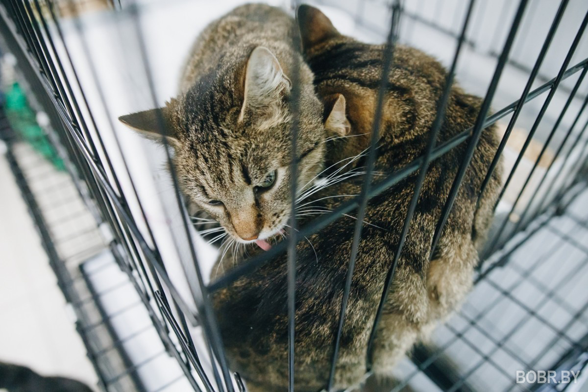 «Ее хозяйку положили в хоспис»: кошки из приюта «Хатико» ищут теплый дом и любящих хозяев