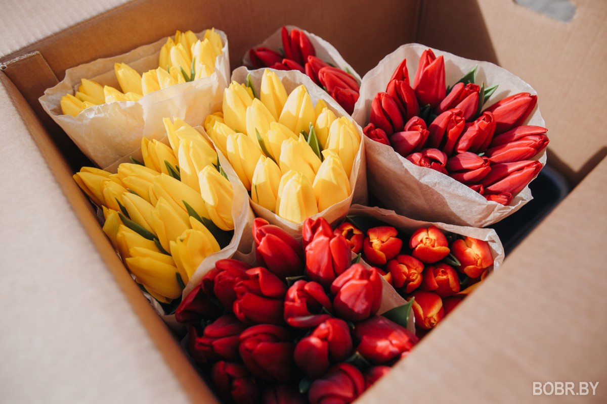 Букет к празднику: в Бобруйске начали работу ярмарки тюльпанов