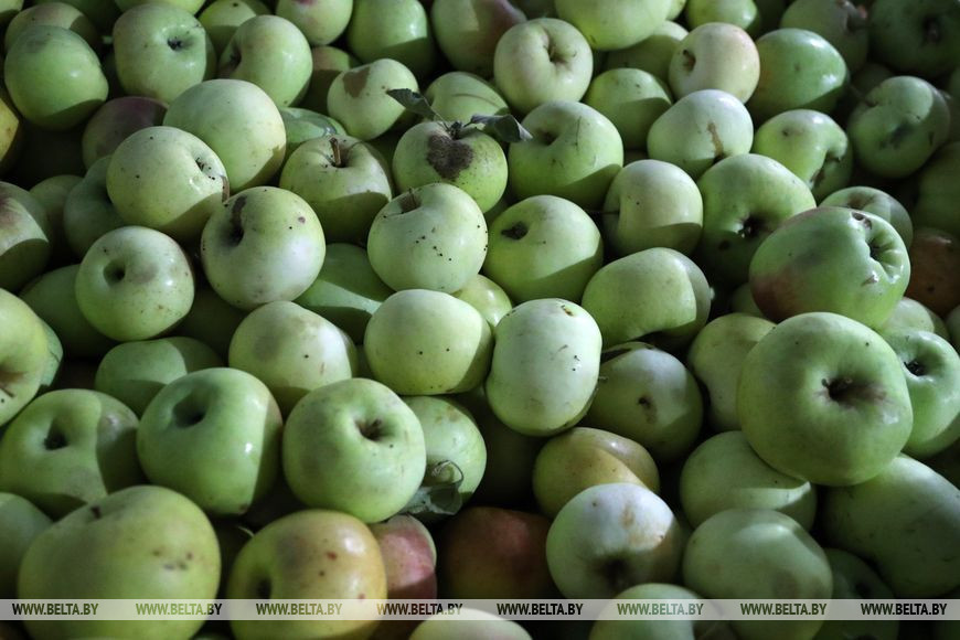 Хрустящие огурчики и ароматные яблоки. Как бобруйские кооператоры делают заготовки для всего региона