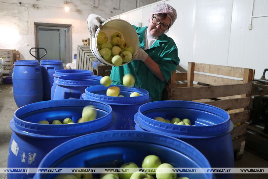 Хрустящие огурчики и ароматные яблоки. Как бобруйские кооператоры делают заготовки для всего региона