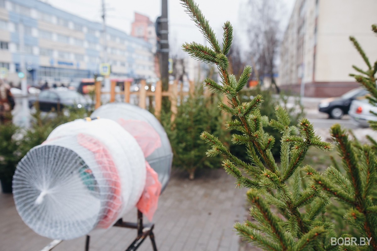 «К Новому году будет дороже»: в Бобруйске начали работу елочные базары