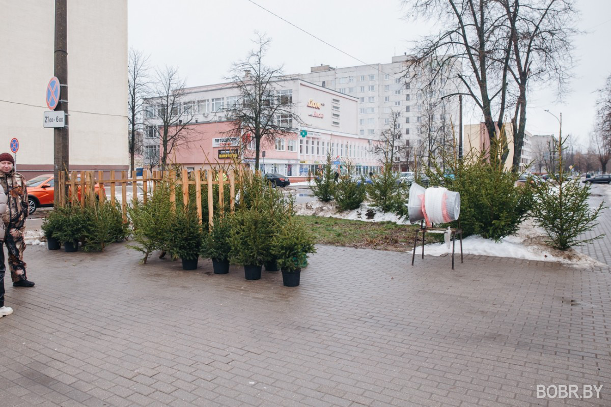 «К Новому году будет дороже»: в Бобруйске начали работу елочные базары