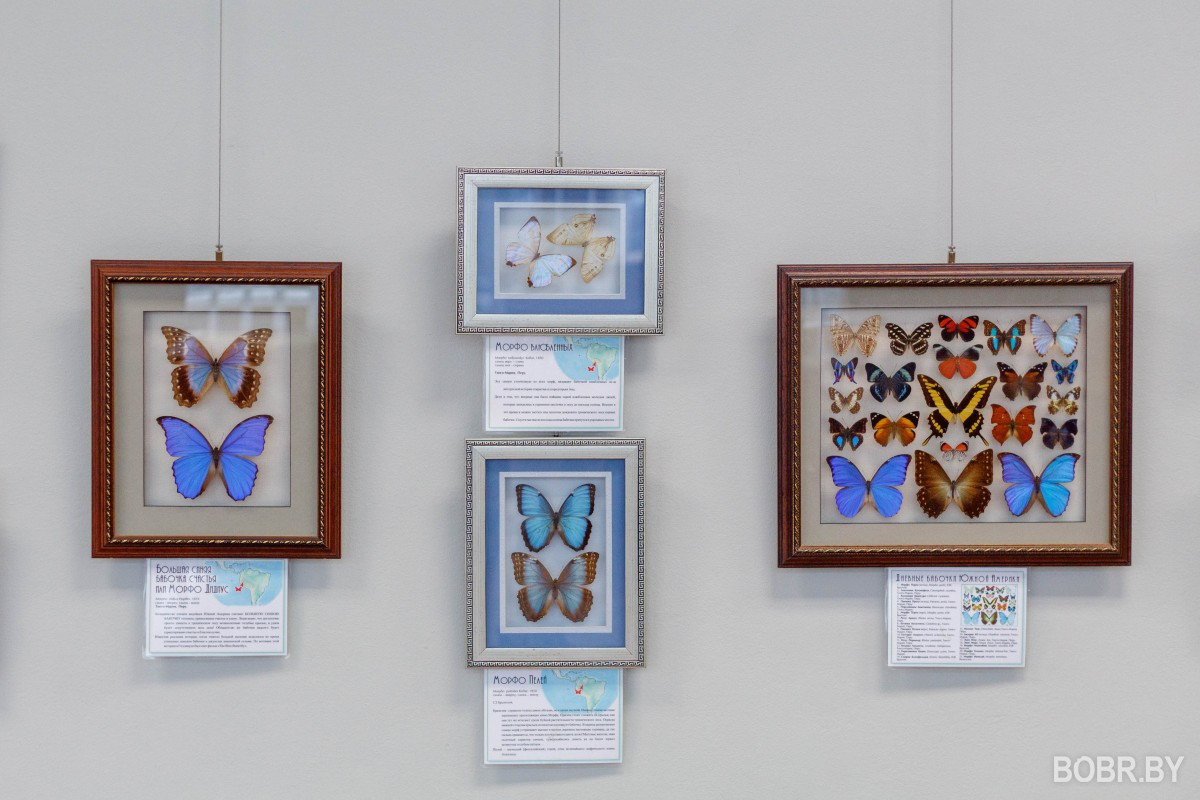 В выставочном зале проходит выставка экзотических бабочек