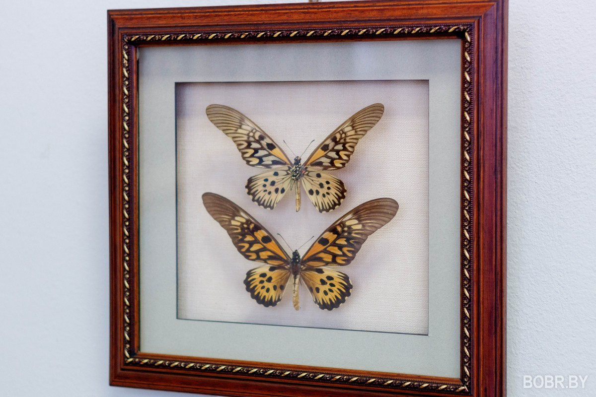 В выставочном зале проходит выставка экзотических бабочек