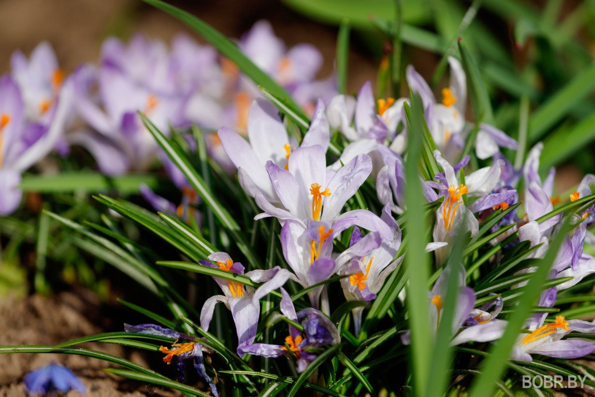 Фотопрогулка: Весна в Бобруйске