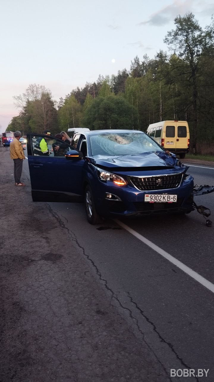 ДТП с животным под Бобруйском
