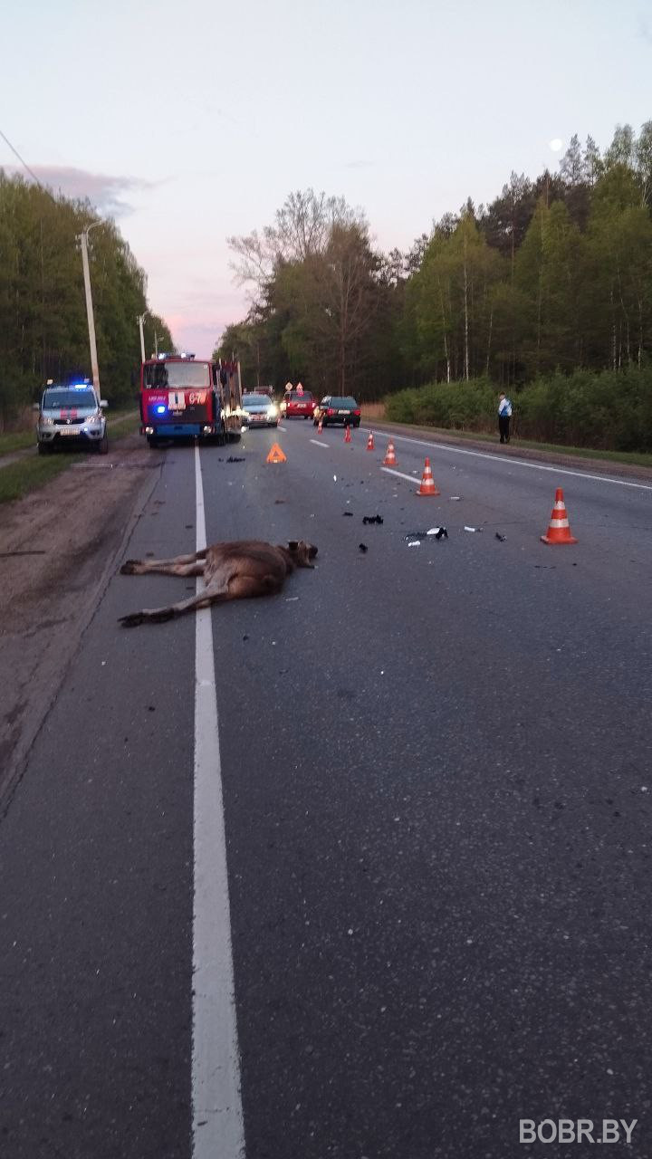 ДТП с животным под Бобруйском