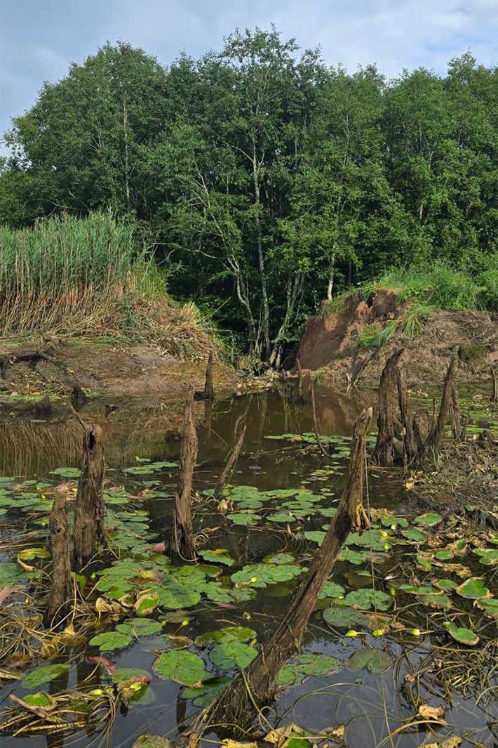 Бобер осушил целое озеро: рыболовы пытались спасти водоем, но своих сил не хватило