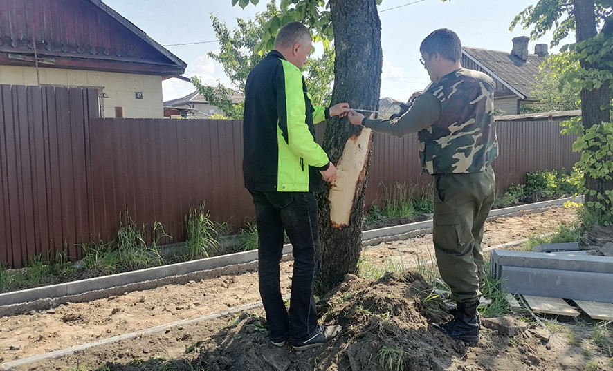 Кто поплатился за испорченные деревья и свалки в Бобруйске?