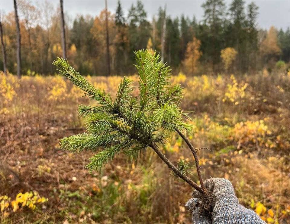 Работники филиала «Бобруйские тепловые сети» вышли на посадку молодых елей Работники филиала «Бобруйские тепловые сети» вышли на посадку молодых елей