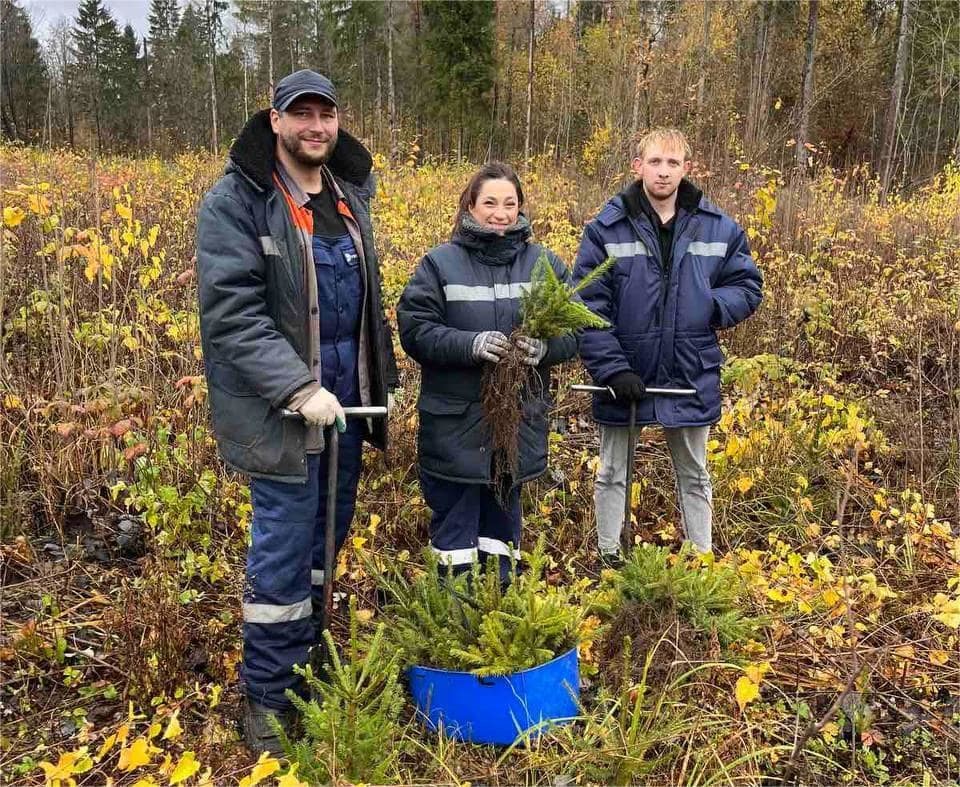 Работники филиала «Бобруйские тепловые сети» вышли на посадку молодых елей Работники филиала «Бобруйские тепловые сети» вышли на посадку молодых елей