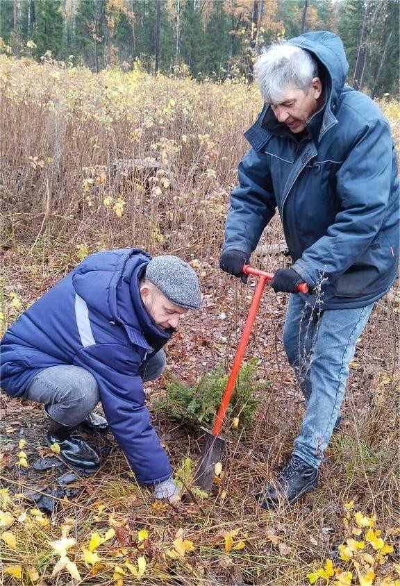 Работники филиала «Бобруйские тепловые сети» вышли на посадку молодых елей Работники филиала «Бобруйские тепловые сети» вышли на посадку молодых елей