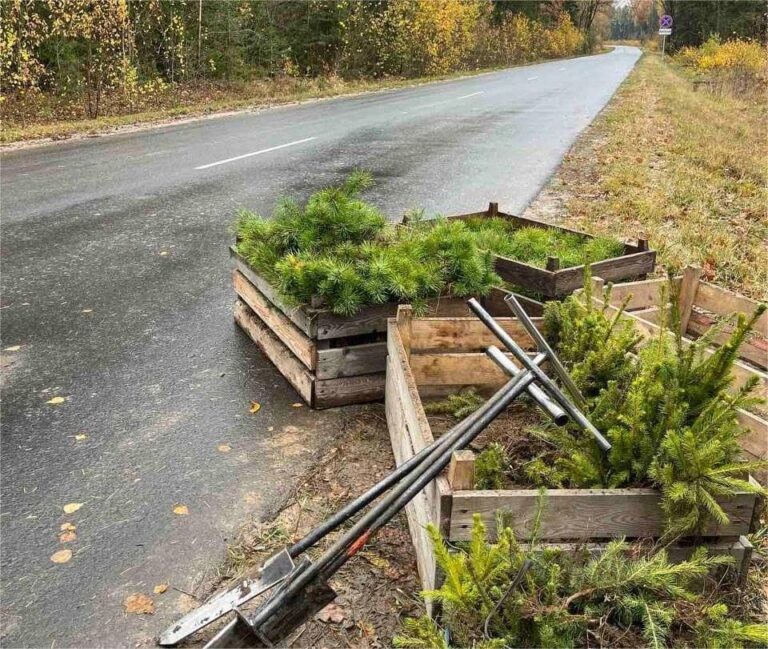Работники филиала «Бобруйские тепловые сети» вышли на посадку молодых елей Работники филиала «Бобруйские тепловые сети» вышли на посадку молодых елей