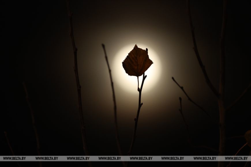 Бобровая луна Бобровая луна