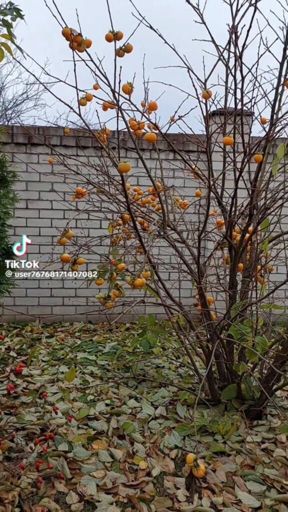 Урожай хурмы в Бобруйске предсказал теплую зиму и покорил интернет