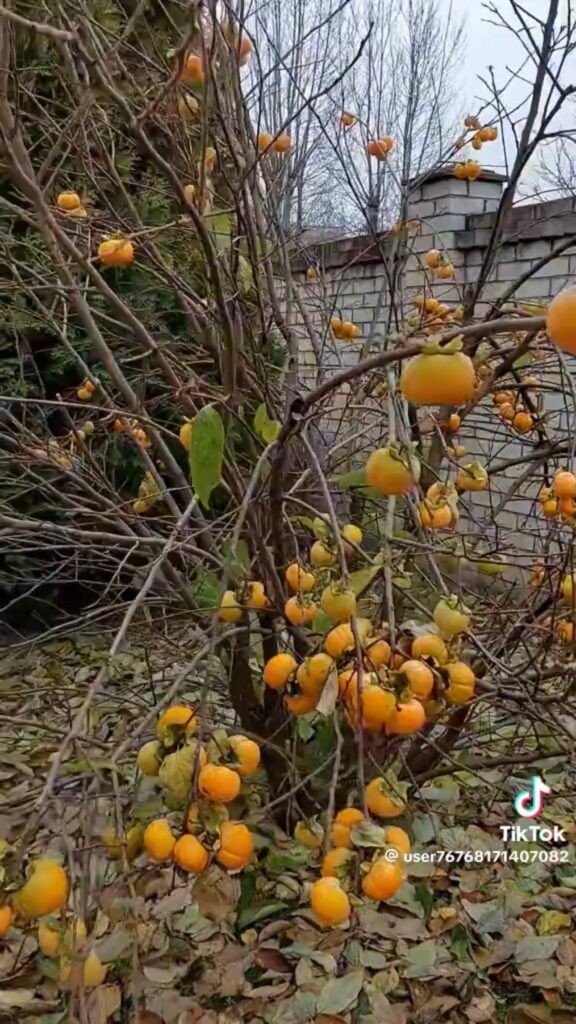 Урожай хурмы в Бобруйске предсказал теплую зиму и покорил интернет