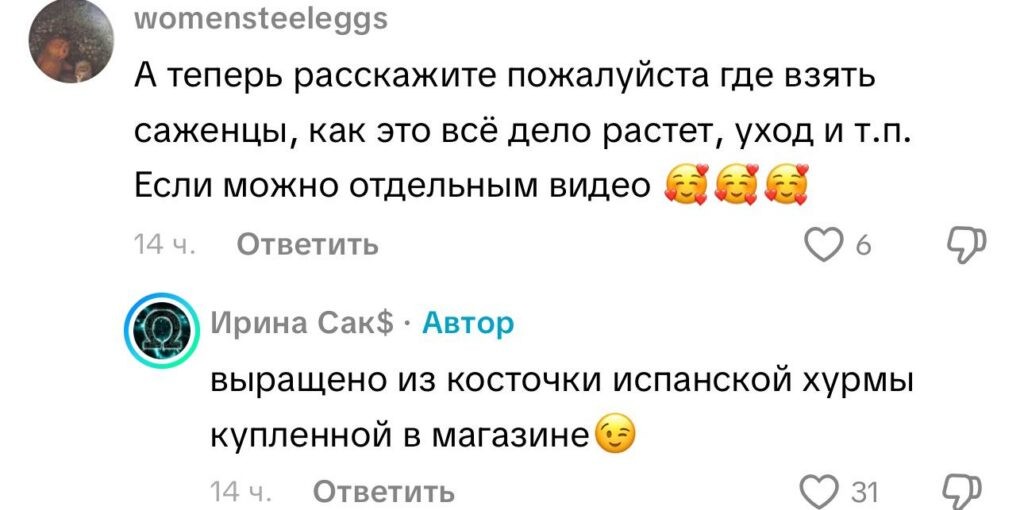Урожай хурмы в Бобруйске предсказал теплую зиму и покорил интернет Урожай хурмы в Бобруйске предсказал теплую зиму и покорил интернет