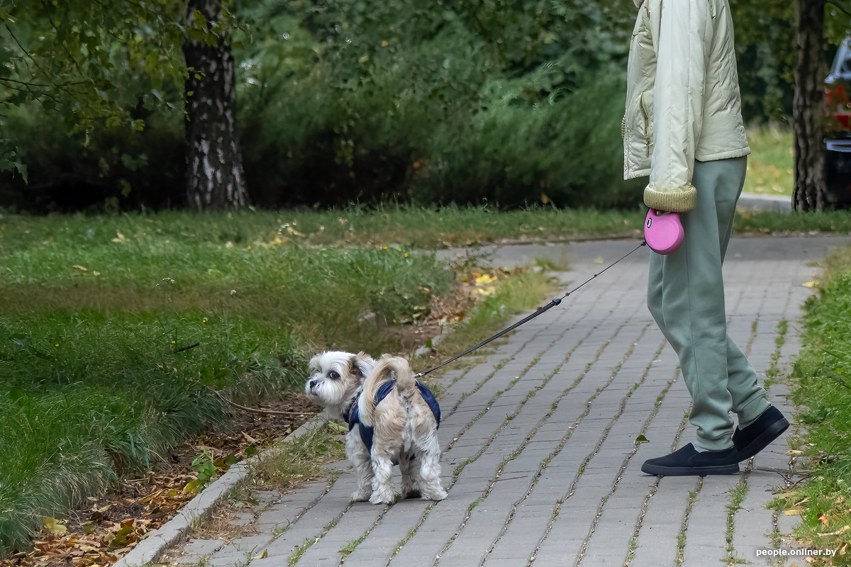 Правила выгула и обязательные курсы: что может измениться для владельцев животных?